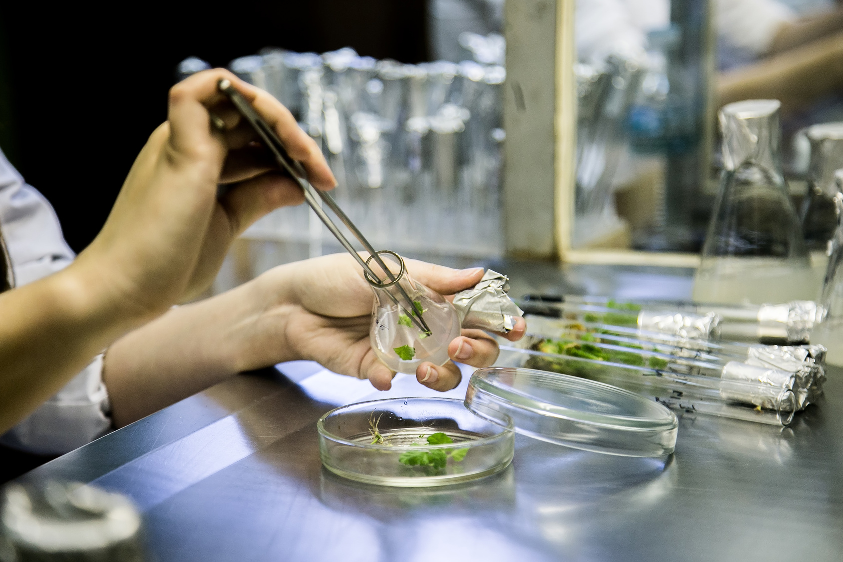 Graftage of microplants in laboratory of biotechnology